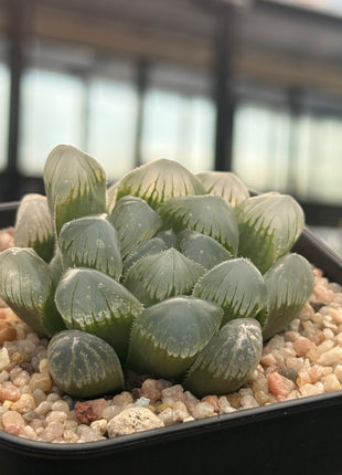 Haworthia ikra ‘Purple Li’