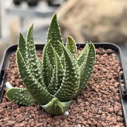 Tulista minima var. minima