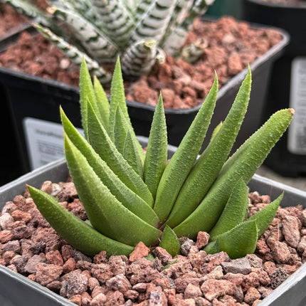 Haworthiopsis scabra var. johanii