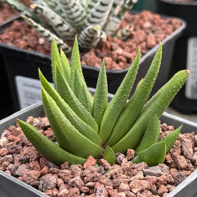 Haworthiopsis scabra var. johanii