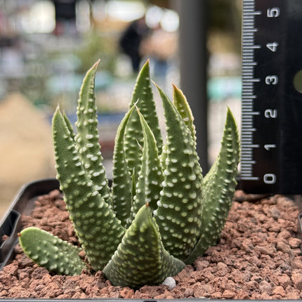 Tulista minima var. minima