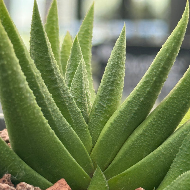 Haworthiopsis scabra var. johanii