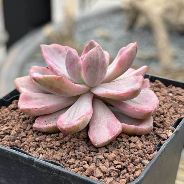 Graptoveria ‘Mr. Richard’