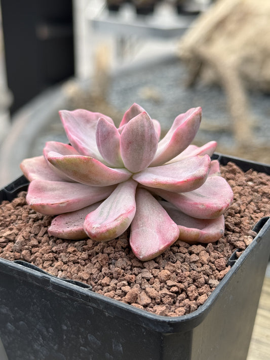 Graptoveria ‘Mr. Richard’