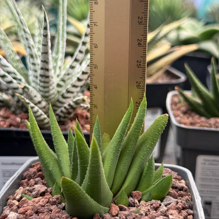 Haworthiopsis scabra var. johanii