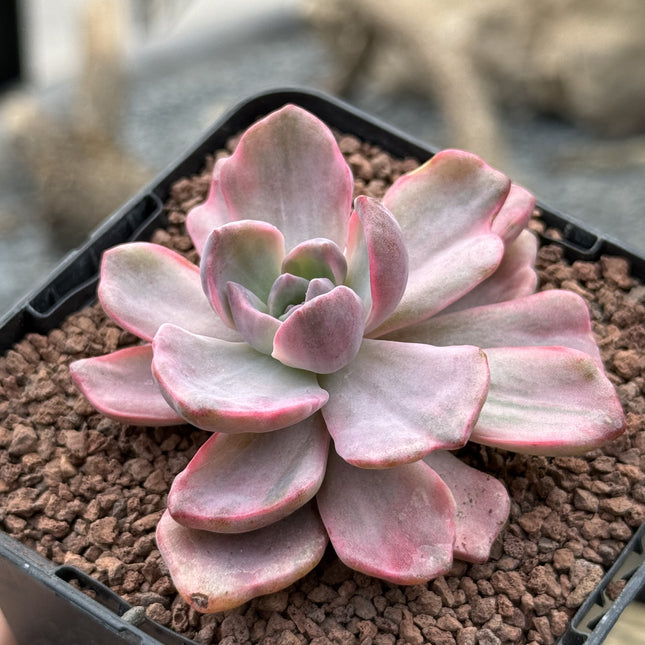 Graptoveria ‘Mr. Richard’