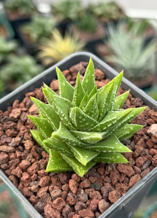 Astroloba cremnophyla