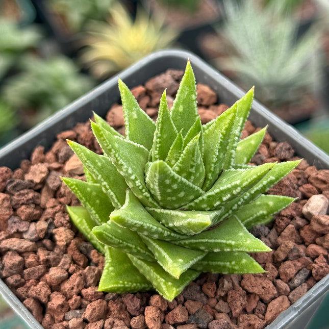 Astroloba cremnophyla