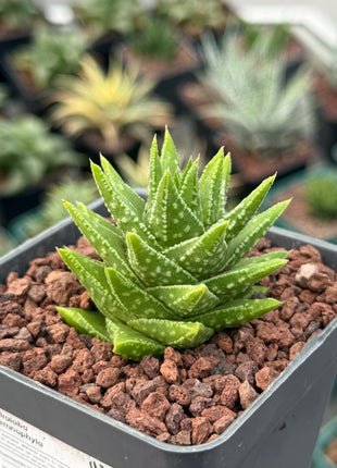 Astroloba cremnophyla