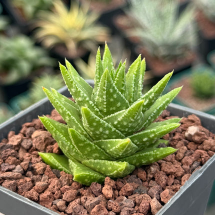 Astroloba cremnophyla