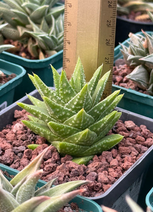 Astroloba cremnophyla