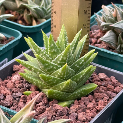 Astroloba cremnophyla