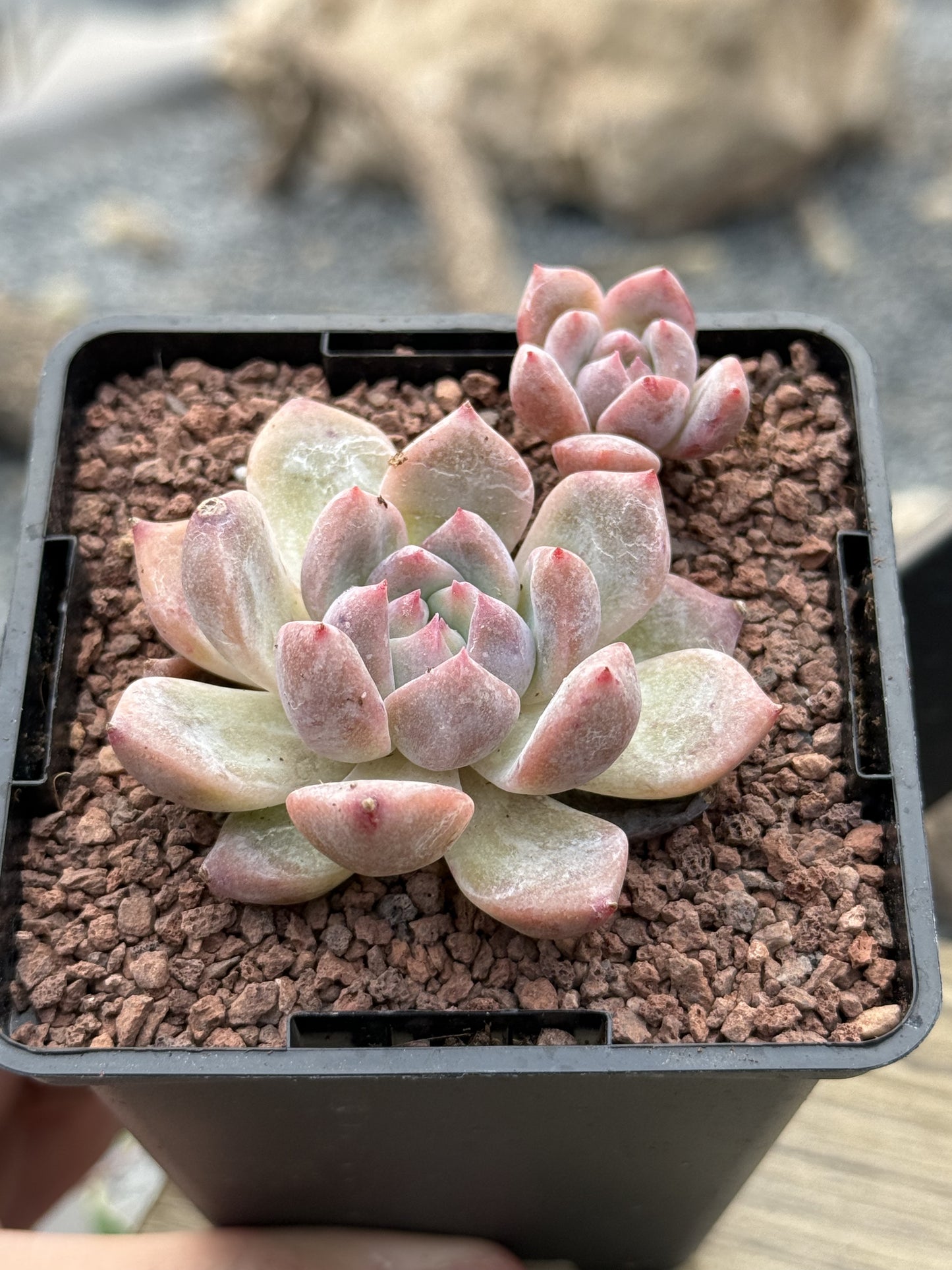 Echeveria ‘Snow Melanie’