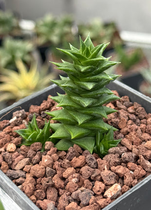 Astroloba spiralis ssp. foliolosa 'pentagona'