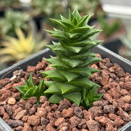 Astroloba spiralis subsp. foliolosa
