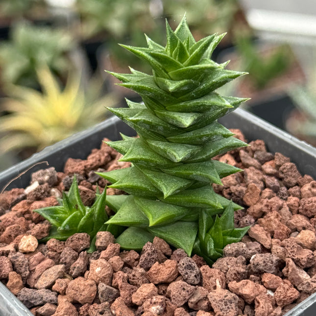 Astroloba spiralis ssp. foliolosa 'pentagona'