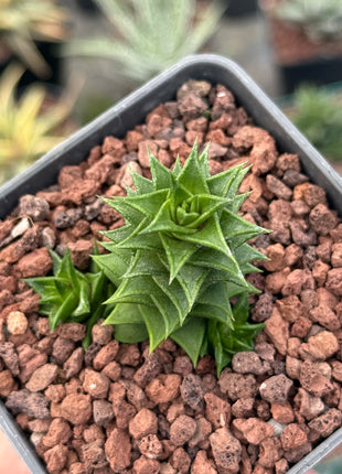 Astroloba spiralis ssp. foliolosa 'pentagona'