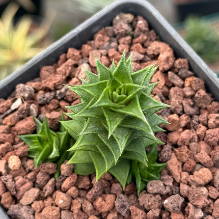 Astroloba spiralis subsp. foliolosa