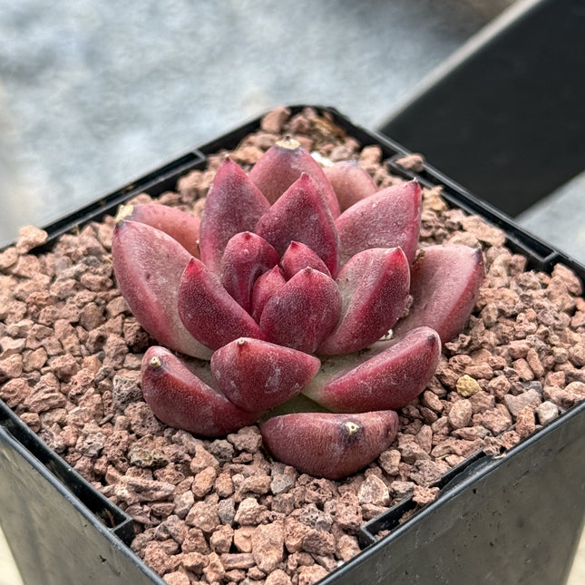 Echeveria 'Profusion Rose'
