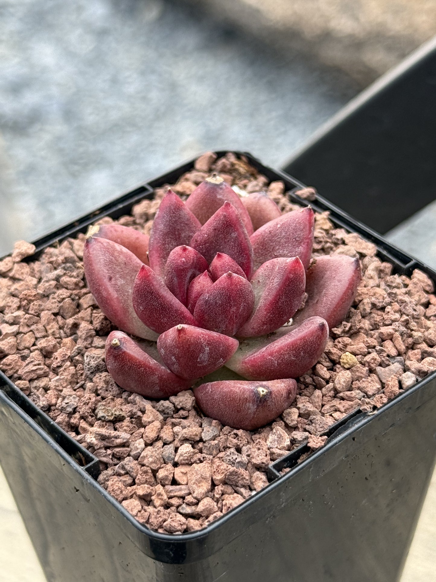 Echeveria ‘Profusion Rose’