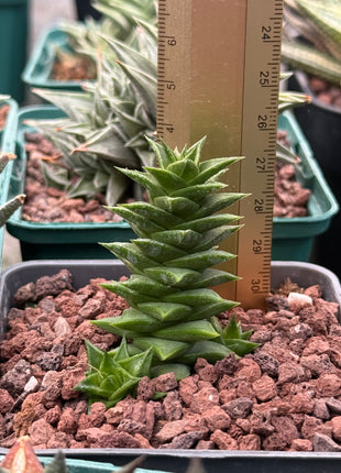 Astroloba spiralis ssp. foliolosa 'pentagona'