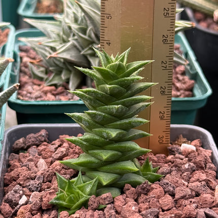 Astroloba spiralis subsp. foliolosa