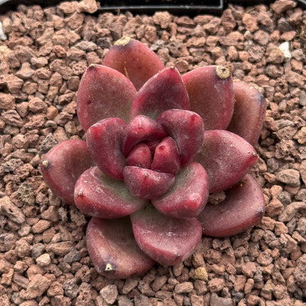 Echeveria ‘Profusion Rose’