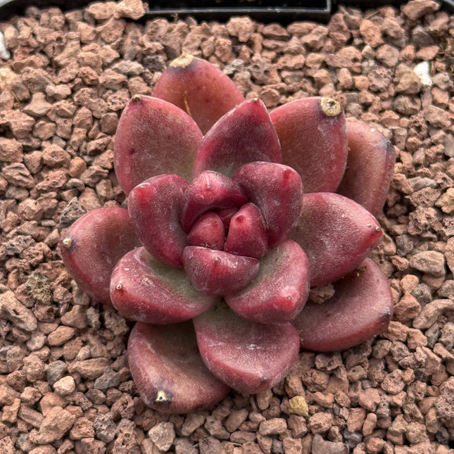 Echeveria 'Profusion Rose'