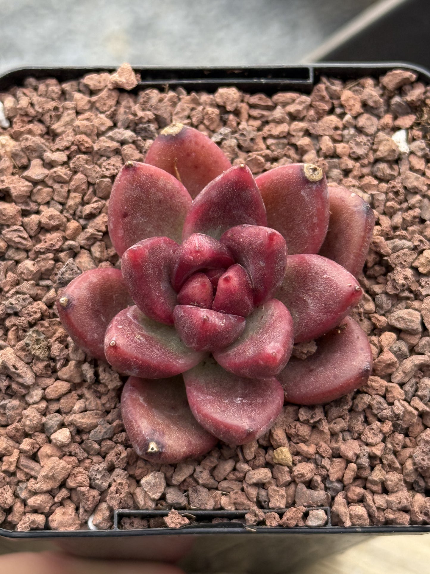 Echeveria ‘Profusion Rose’