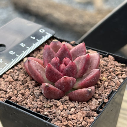 Echeveria ‘Profusion Rose’