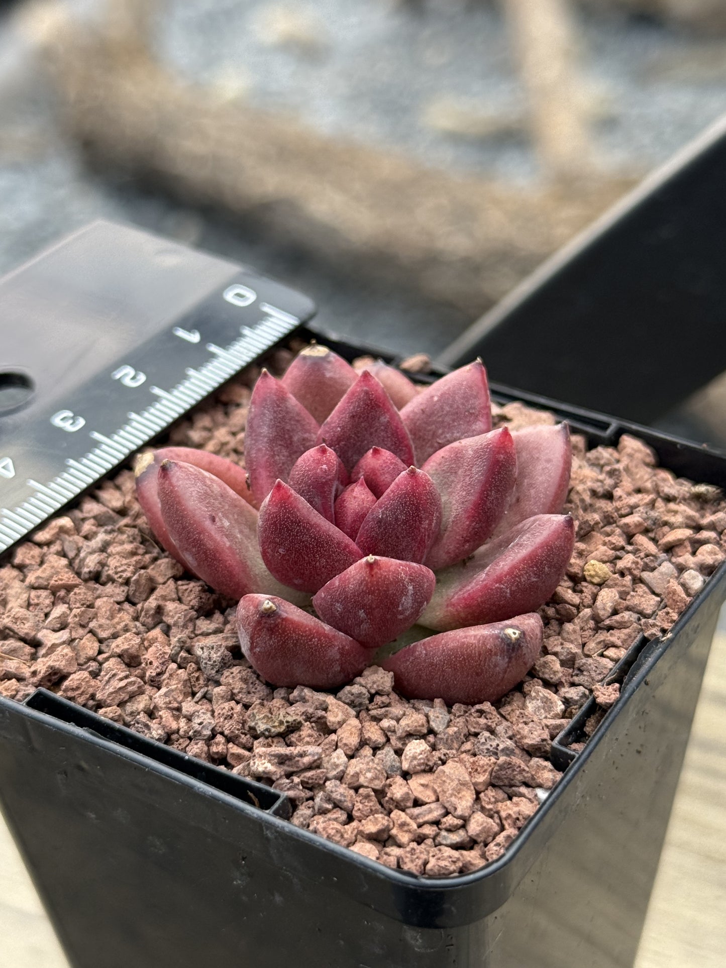 Echeveria ‘Profusion Rose’