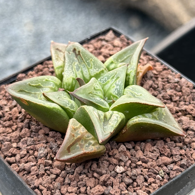 Haworthia 'Carousel'