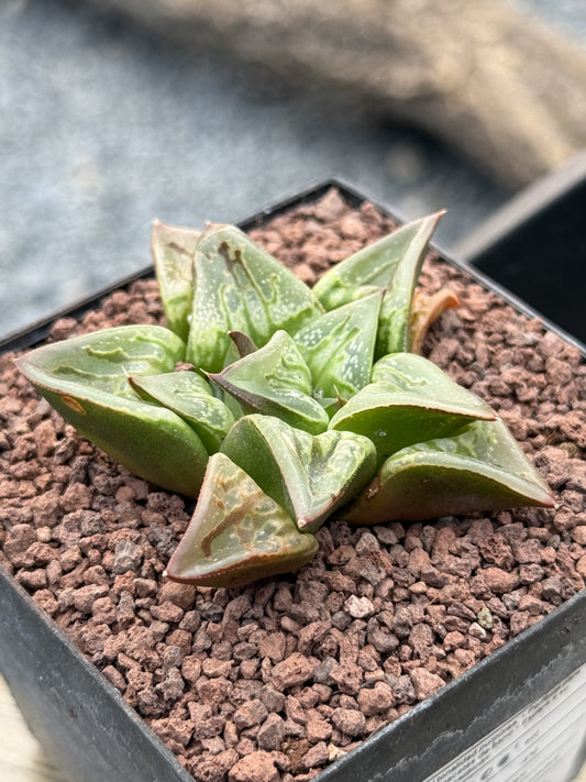 Haworthia ‘Carrousel’