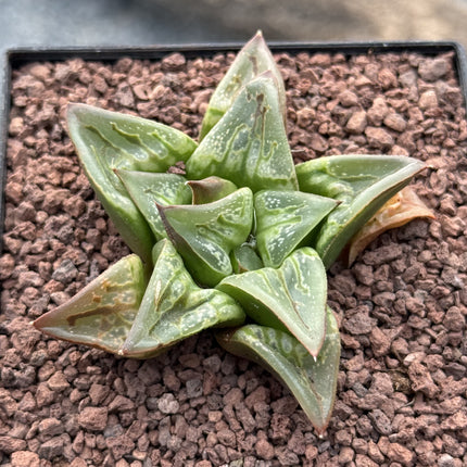 Haworthia 'Carousel'