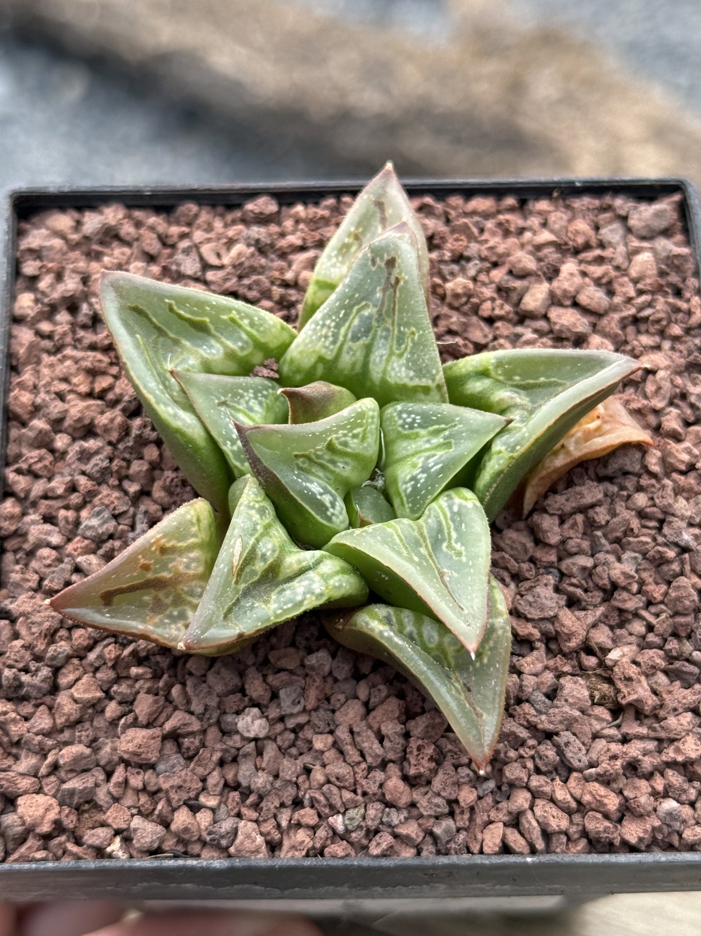 Haworthia ‘Carrousel’