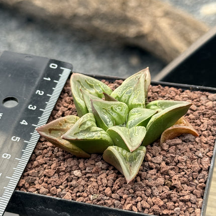 Haworthia 'Carousel'