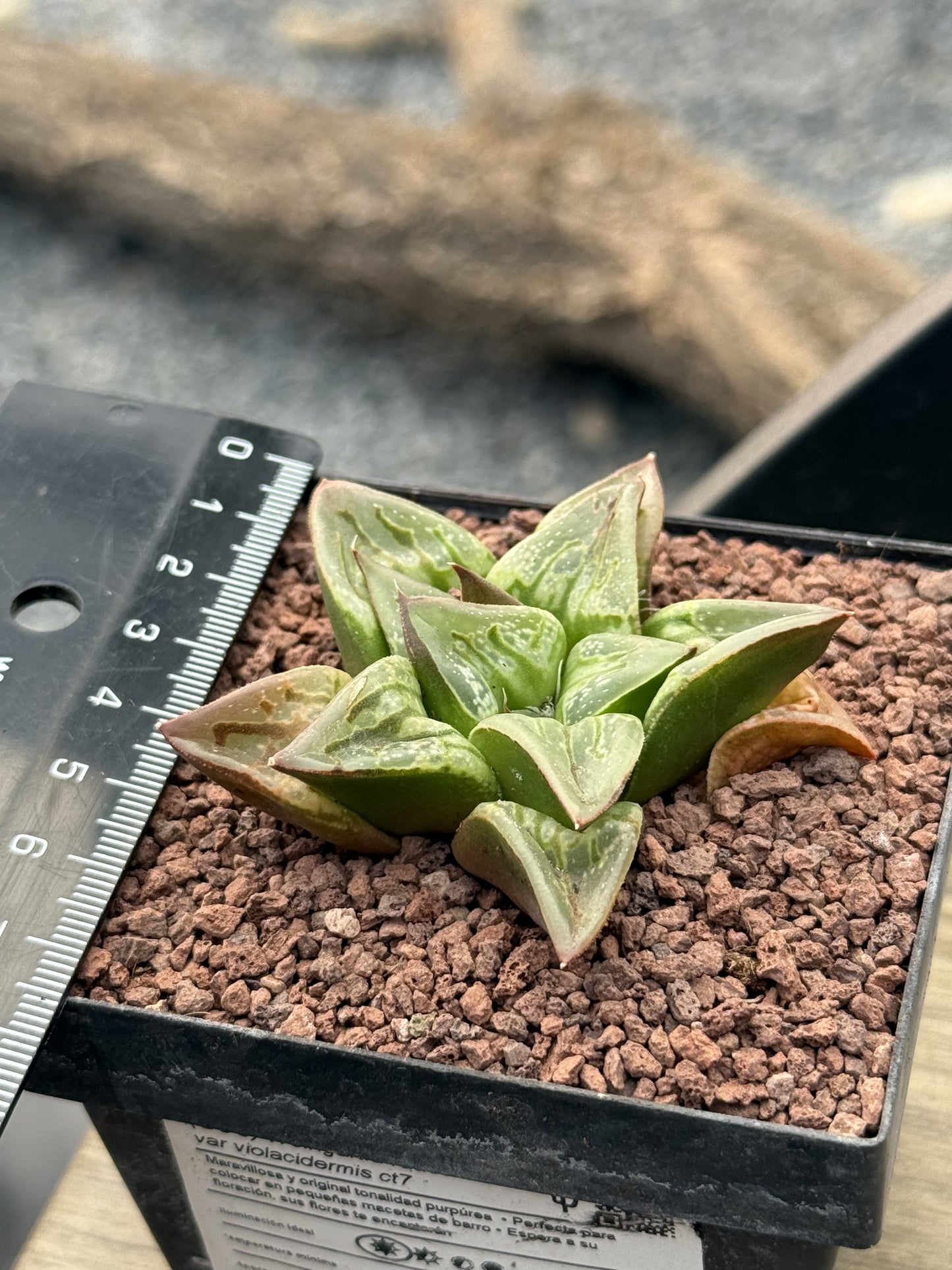 Haworthia ‘Carrousel’