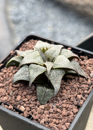 Haworthia badia 'Silver Amber'