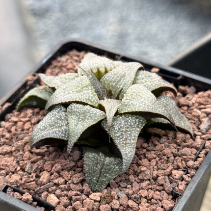 Haworthia badia 'Silver Amber'