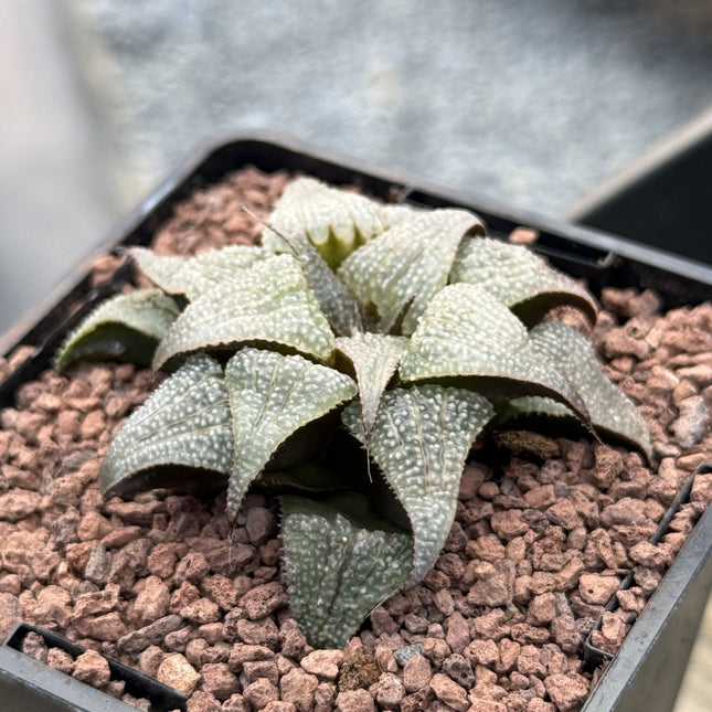 Haworthia badia 'Silver Amber'