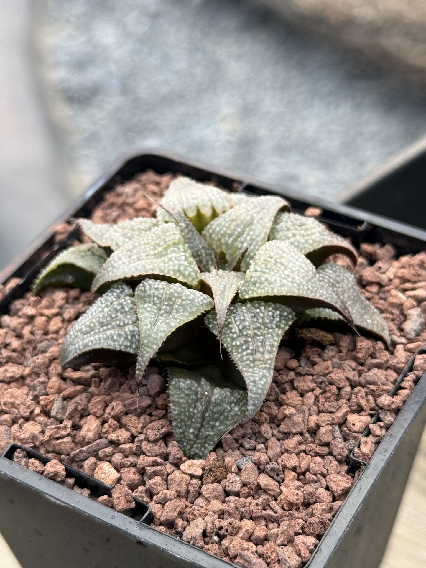 Haworthia badia ‘Silver Amber’