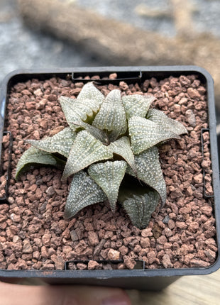Haworthia badia 'Silver Amber'