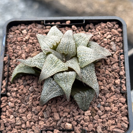 Haworthia badia 'Silver Amber'