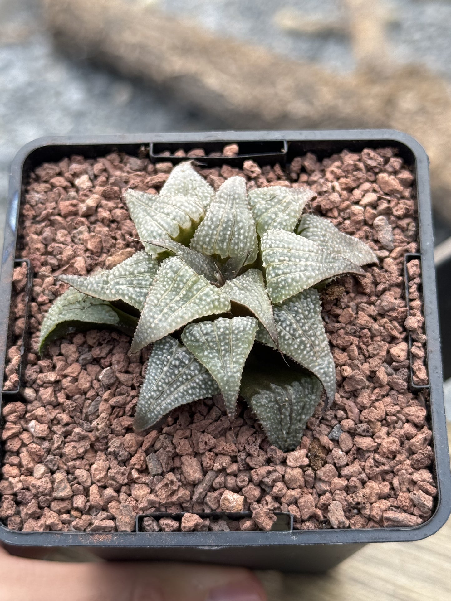 Haworthia badia ‘Silver Amber’