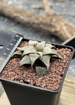 Haworthia badia 'Silver Amber'