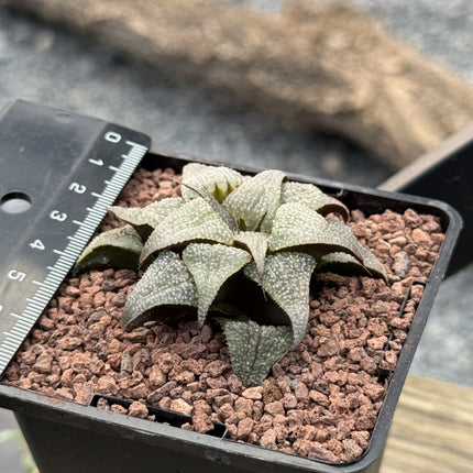 Haworthia badia 'Silver Amber'