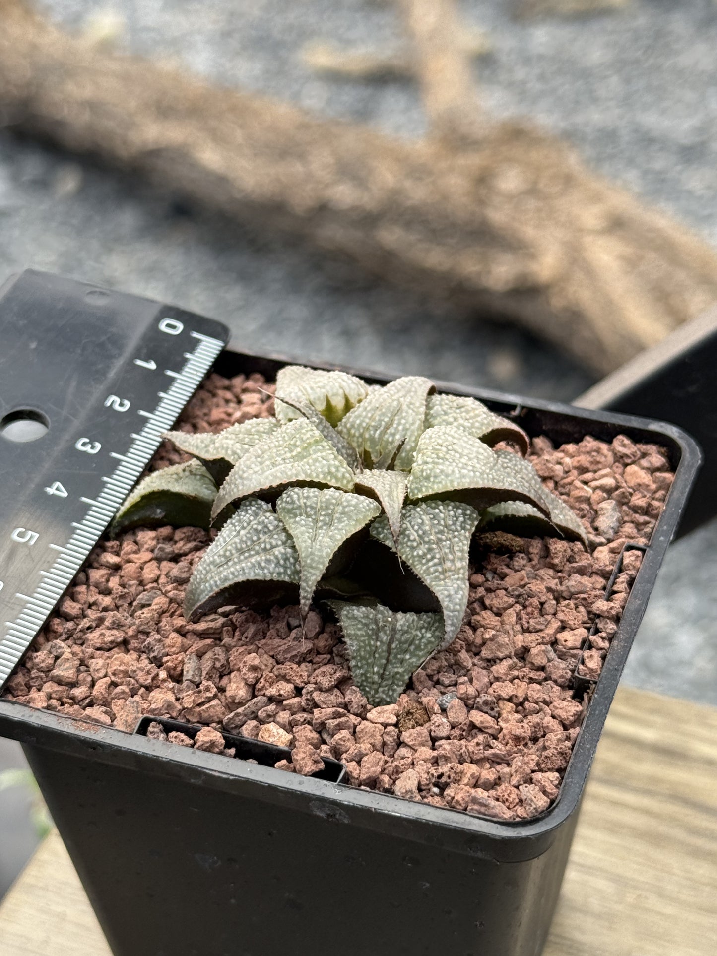 Haworthia badia ‘Silver Amber’