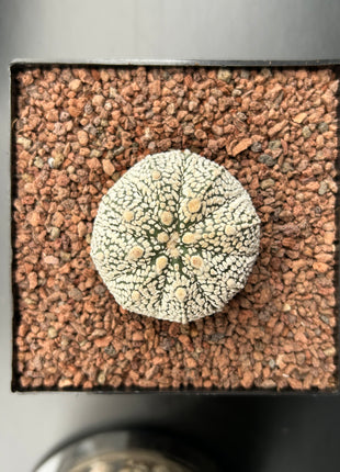Astrophytum asterias ‘SUPERKABUTO’ CITES
