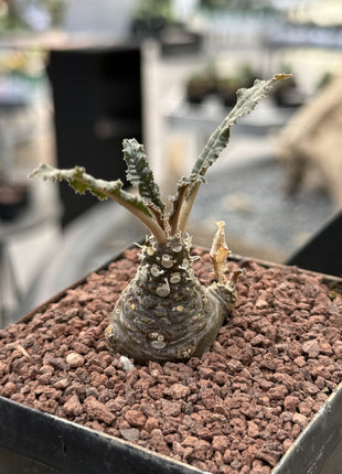 Dorstenia foetida