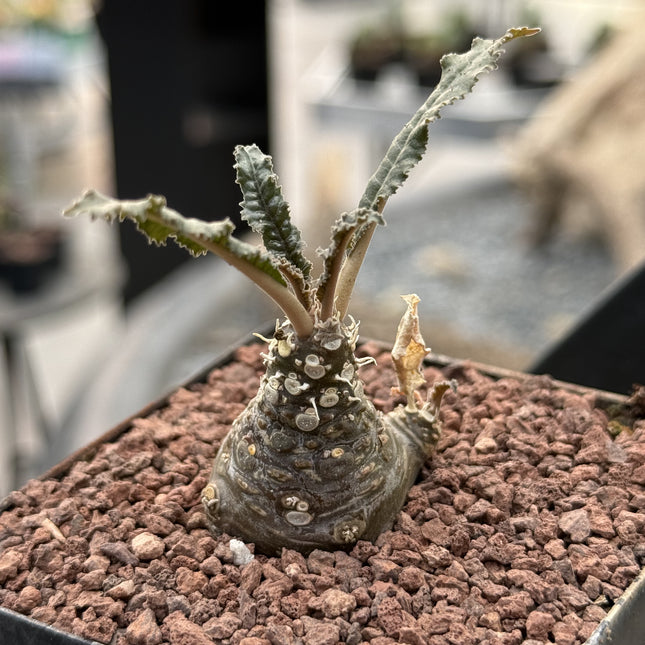 Dorstenia foetida